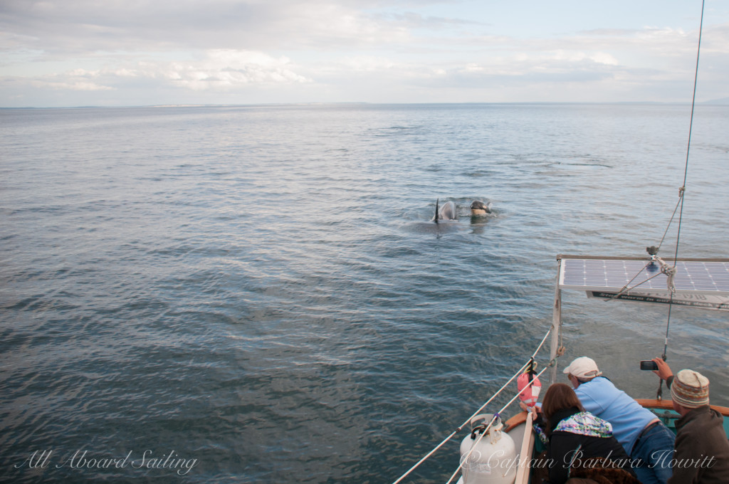 Orca Mom and calf