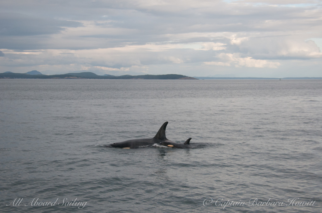 J28 Polaris with calf J54 Dipper