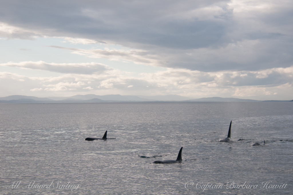 Southern Resident Killer Whales