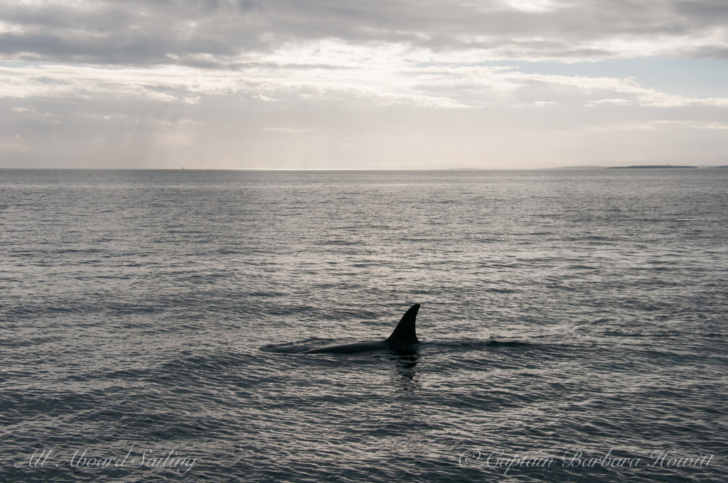 Southern Resident Orca