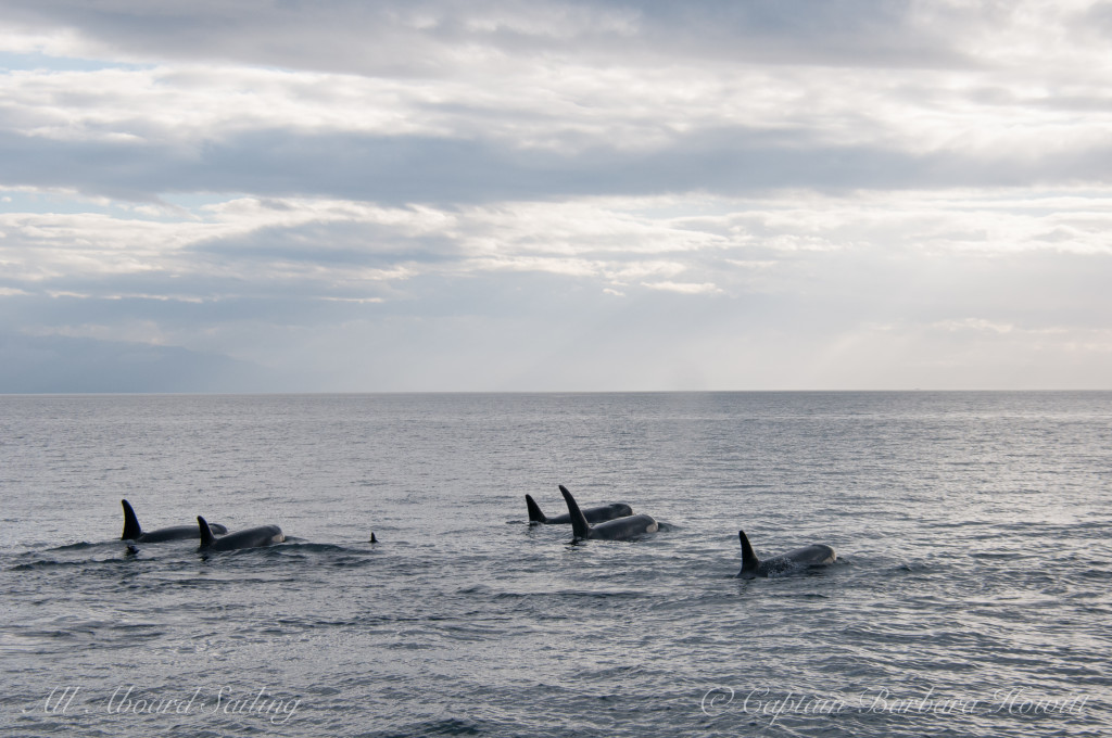 Southern Resident Orcas