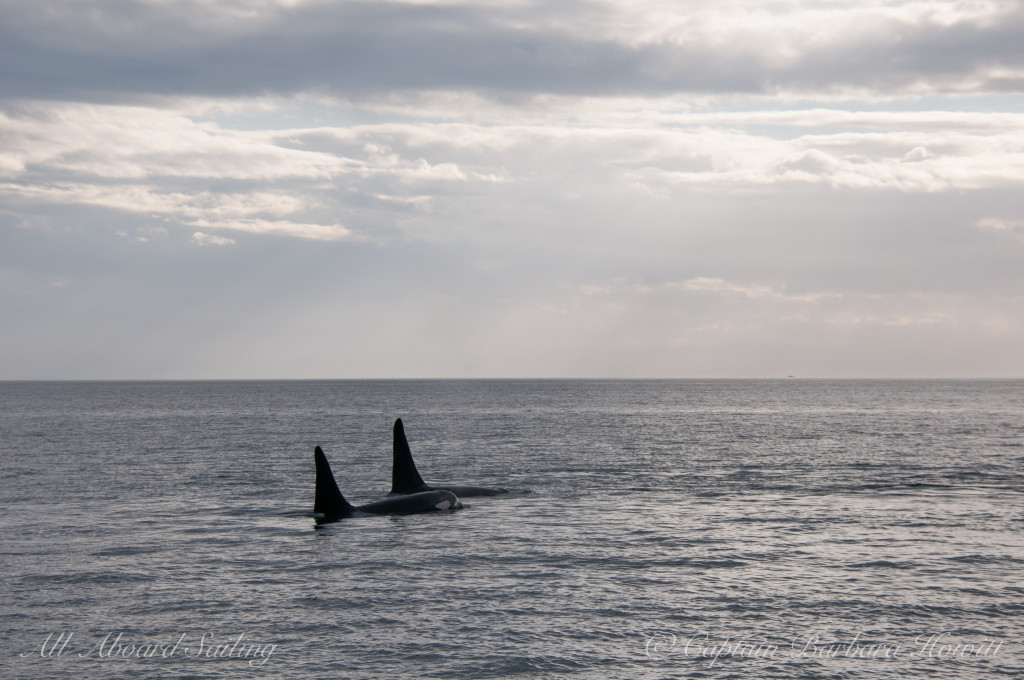 Two killer whale bulls