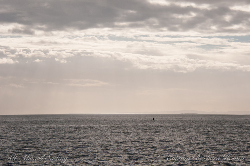 Orca mom and calf