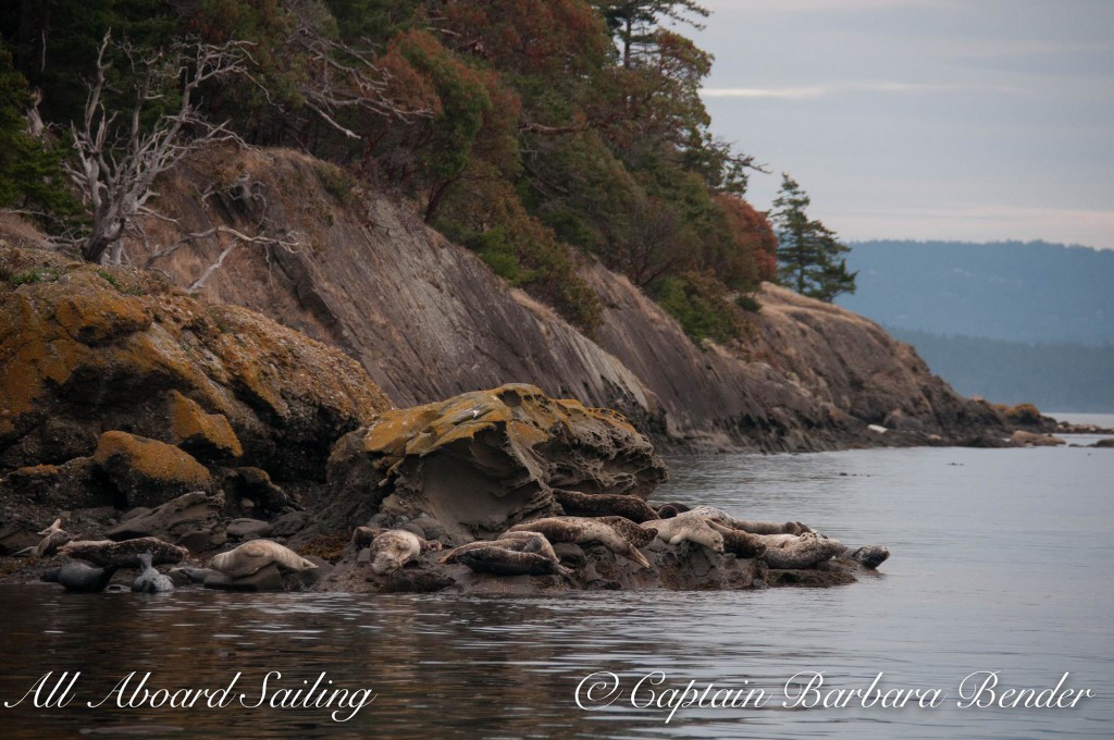 Harbor Seals, Cactus Islands