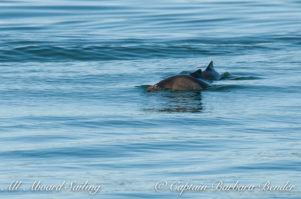 Harbor Porpoises