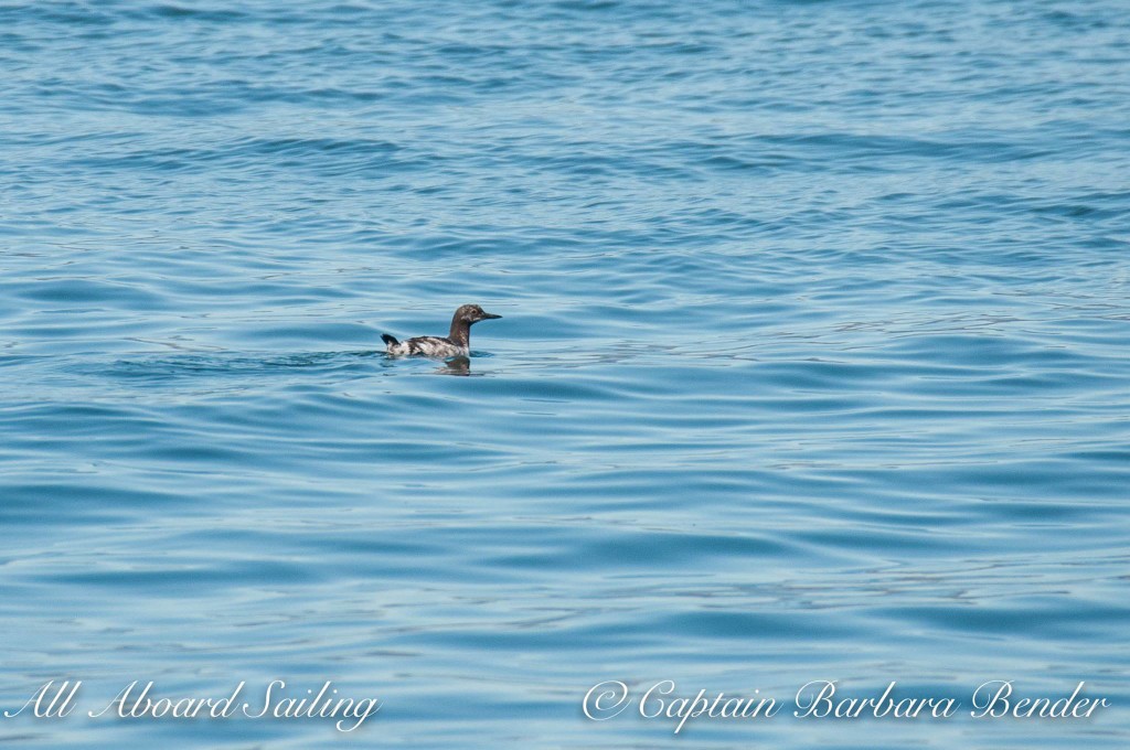 Pigeon Guillemot in winter plumage