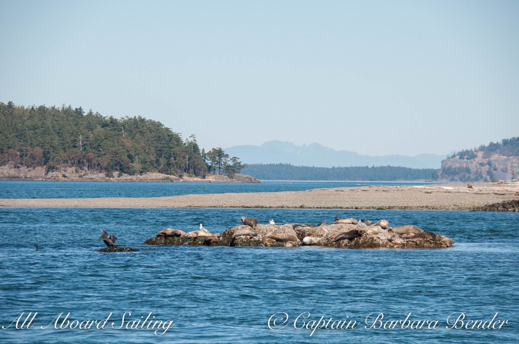 Harbor Seals off Yellow Island