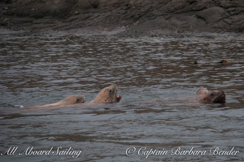 Steller Sea Lions