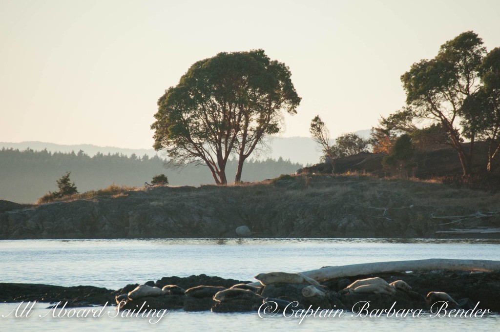 Harbor Seals of Low Island with Yellow Island in background