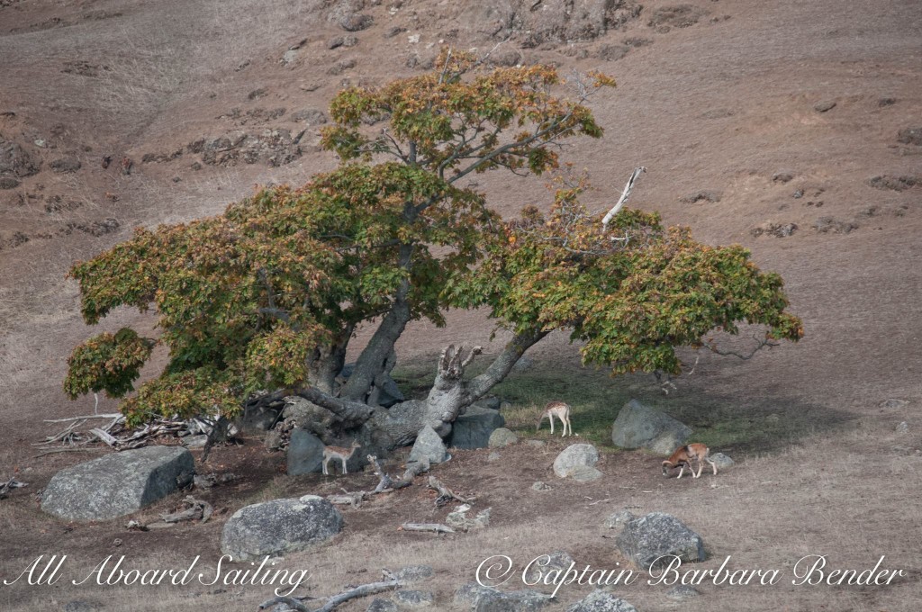 Fallow Deer and Mouflon Ram on Spieden Island