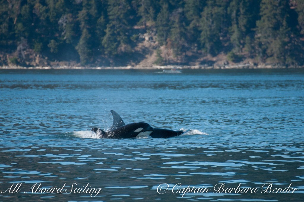 T100 and her 6th known calf, T100F, first seen October 2014