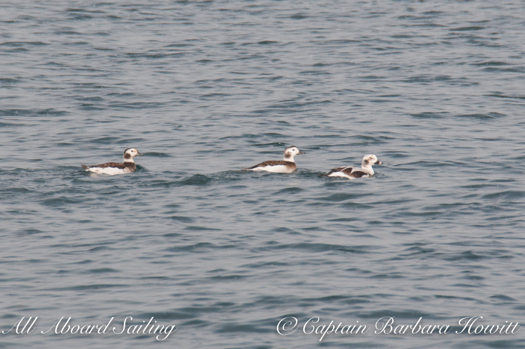 Old squaw ducks