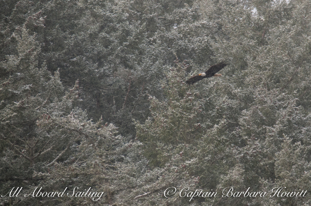 Bald eagle