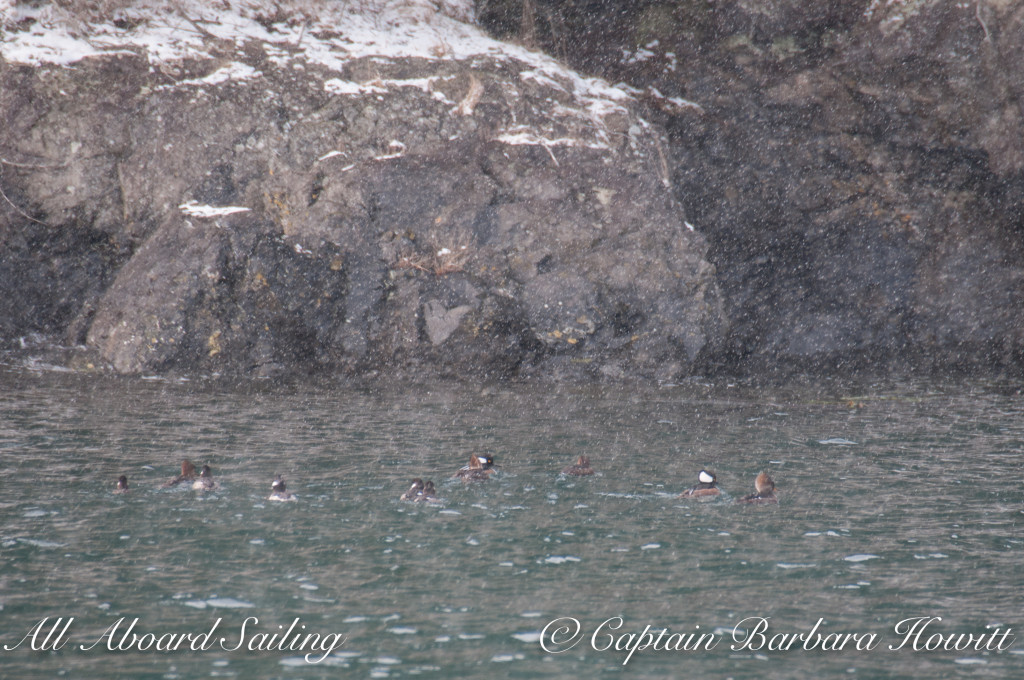 Hooded mergansers