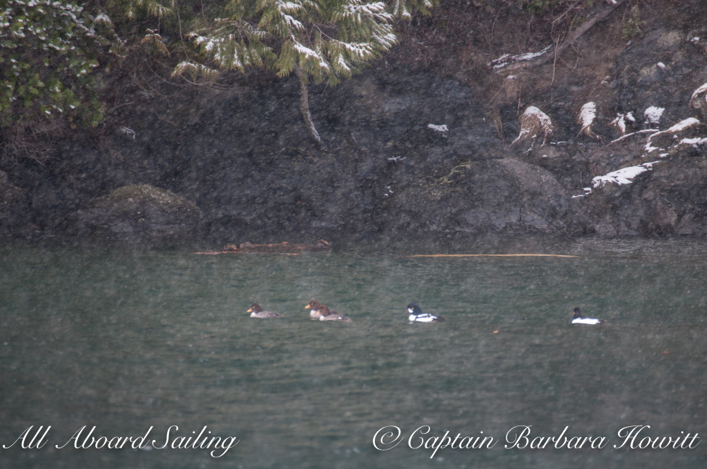 Barrow's goldeneye