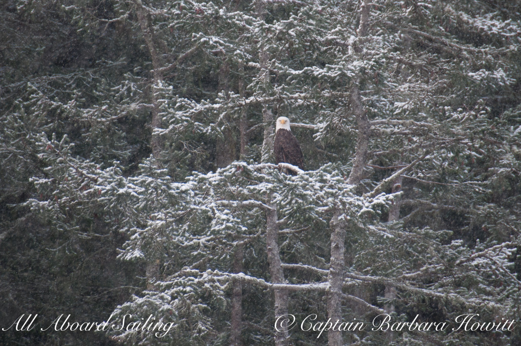 Bald Eagle