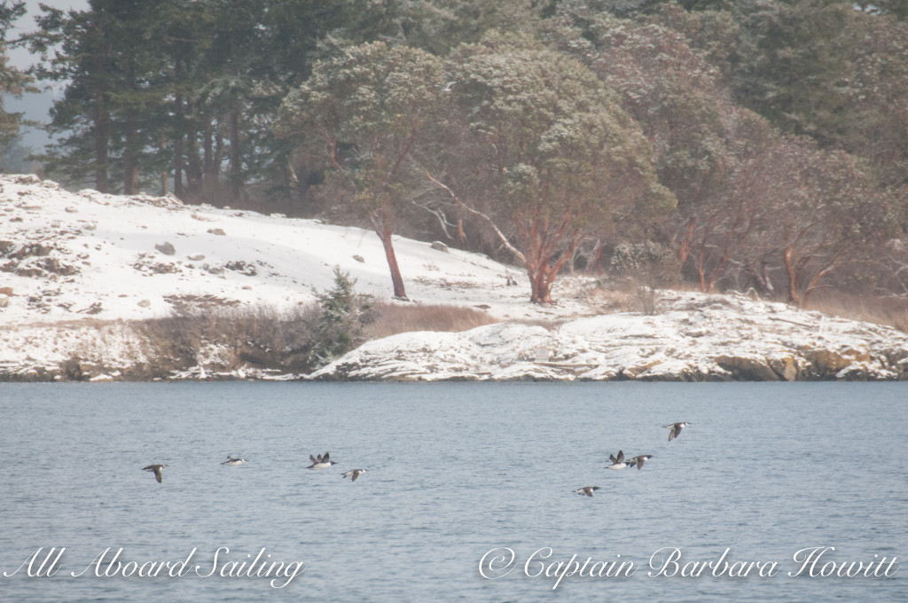 Common murres in winter plumage