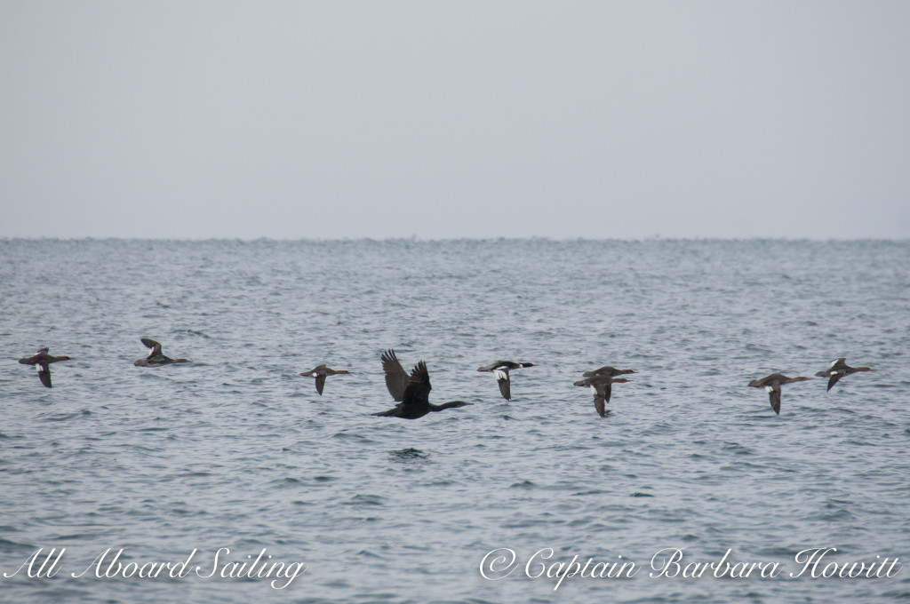 Common mergansers and cormorant