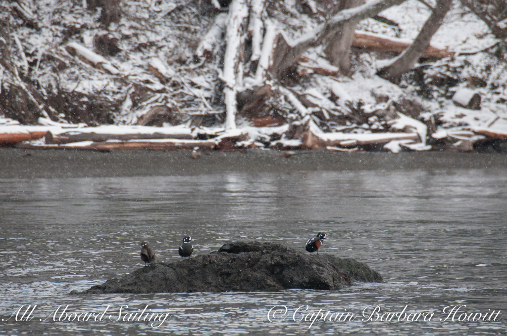 Harlequin ducks