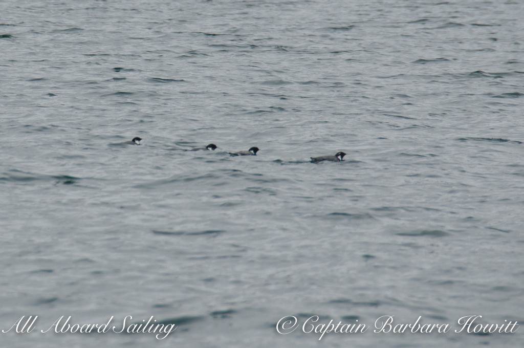 Ancient murrelets