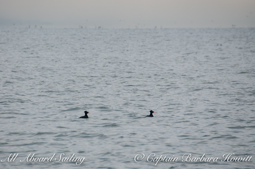 Surf Scoters