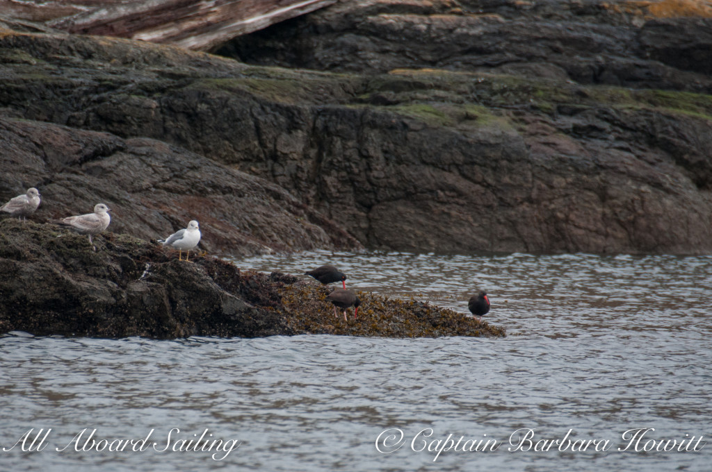 Black oyster catchers and gulls