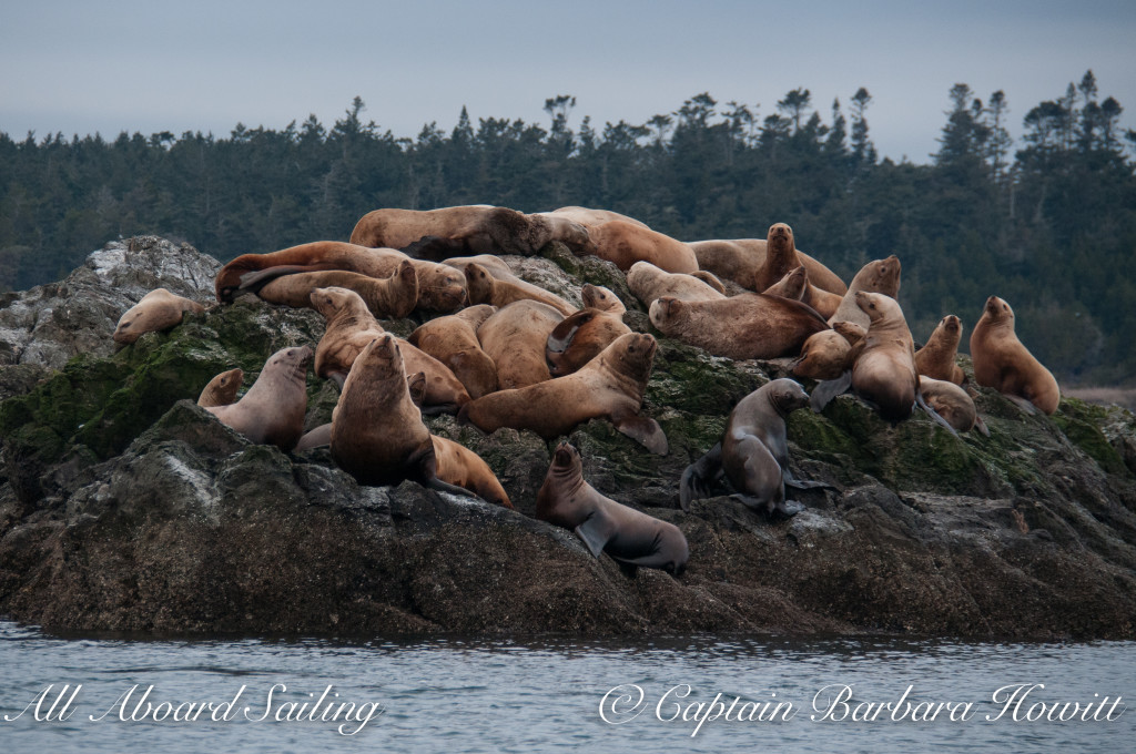 Steller sea lions on Whale Rocks