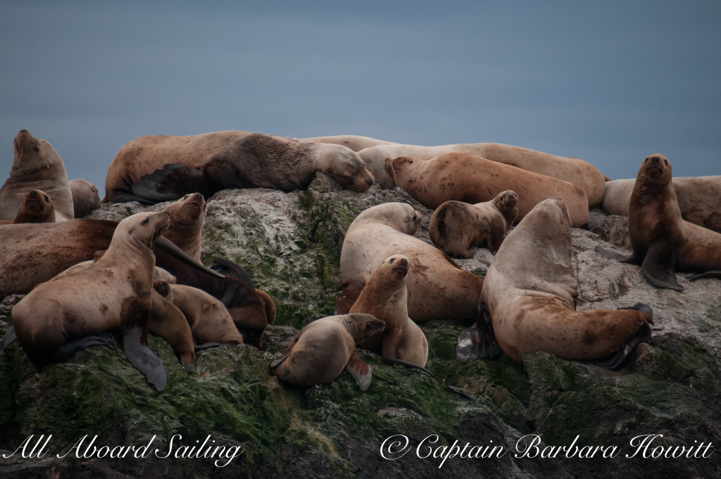 Steller sea lions on Whale Rocks - males, females and pups?