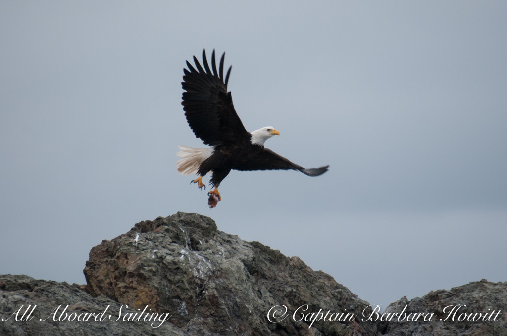 Bald eagle with packed lunch