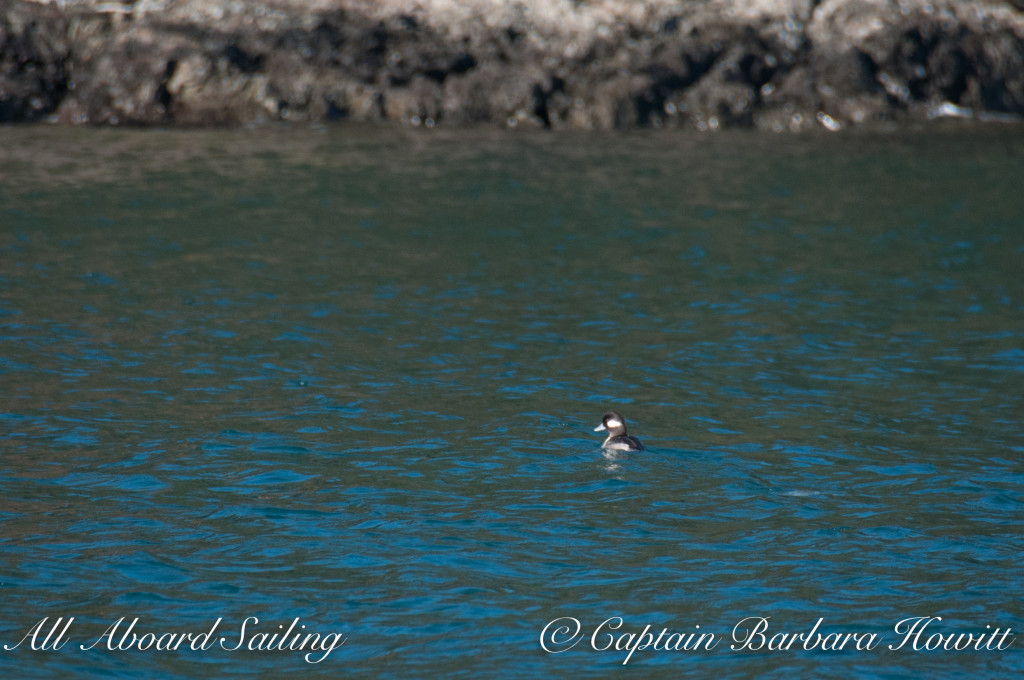 Female Bufflehead duck