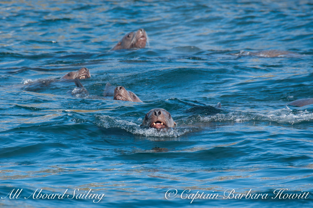 Steller sea lions at Green Pt