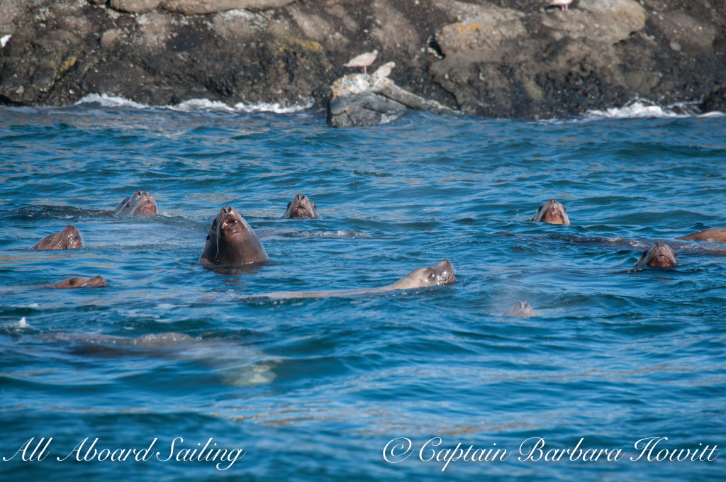 Raft of steller sea lions at Green Pt