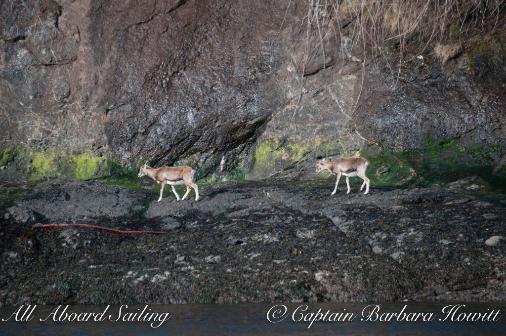 Mouflon Sheep on Spieden Island