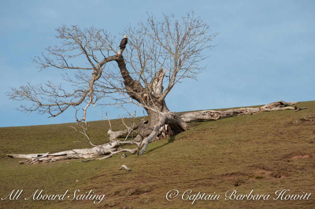 Bald eagle on Gary Oak tree