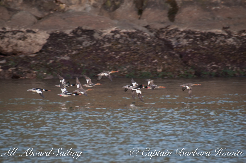 Common Merganser fly by