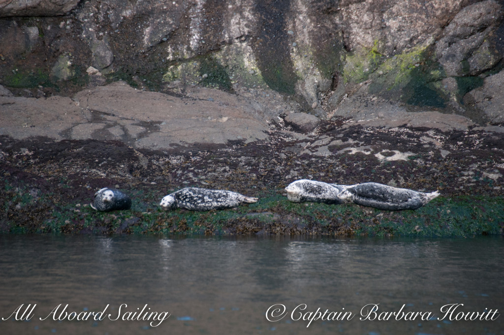 Harbor Seals