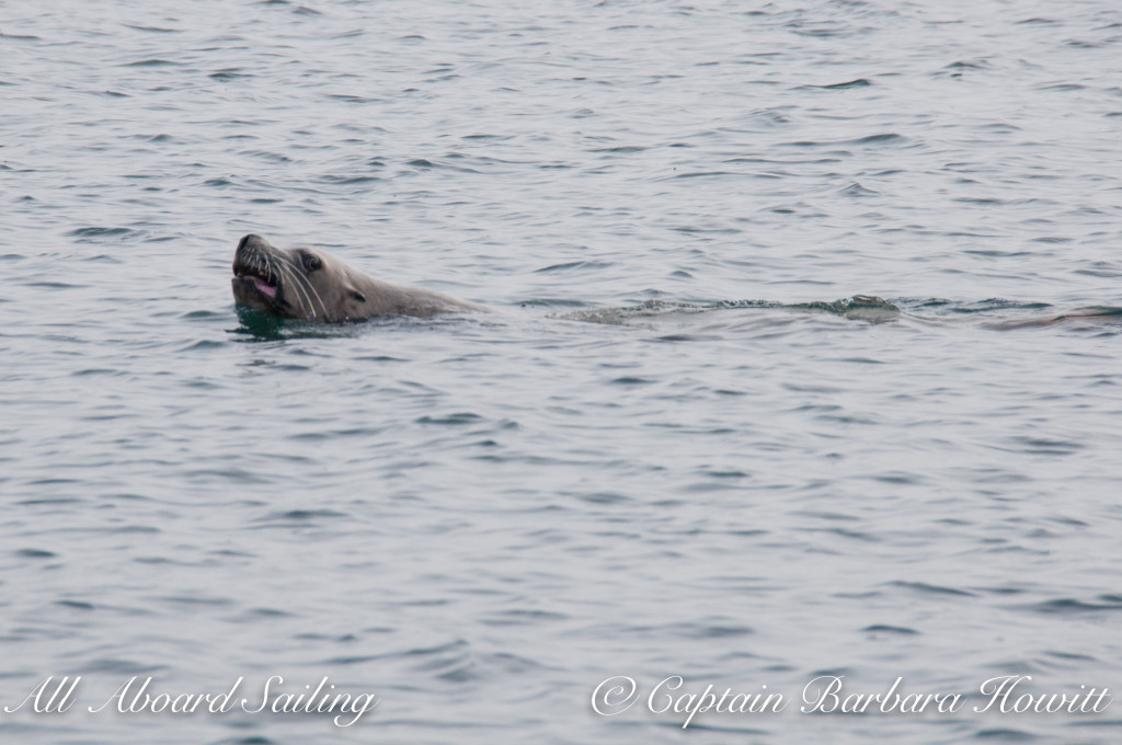 Steller Sea Lion