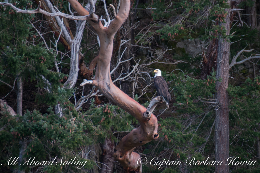 Bald Eagle in Pacific Madrona tree