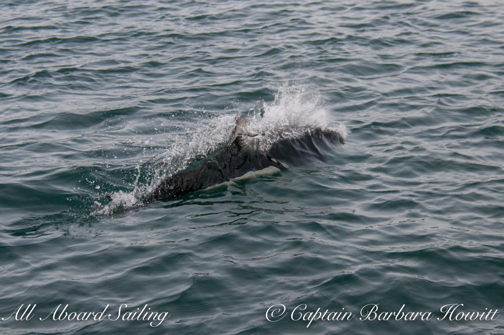 Dalls Porpoise playing next to us