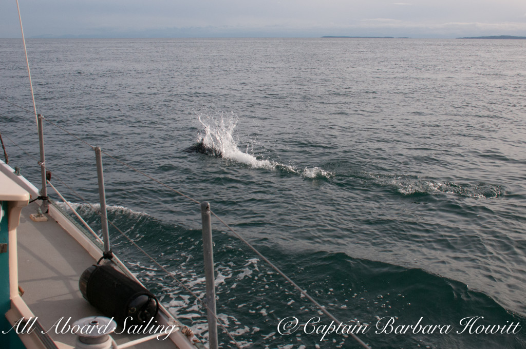 Dalls Porpoise playing beside us on the bow wave