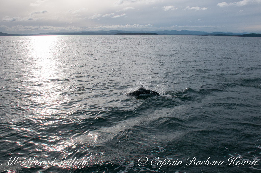 Dalls Porpoise playing beside us on the bow wave