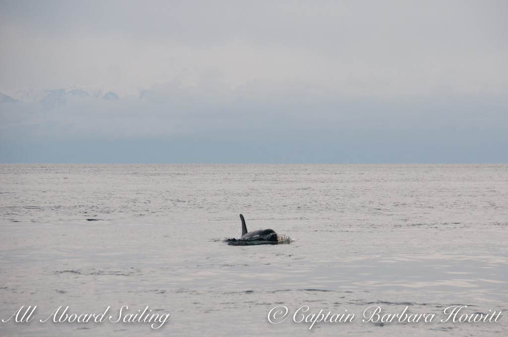 Southern Resident orca J19 Shachi approaches