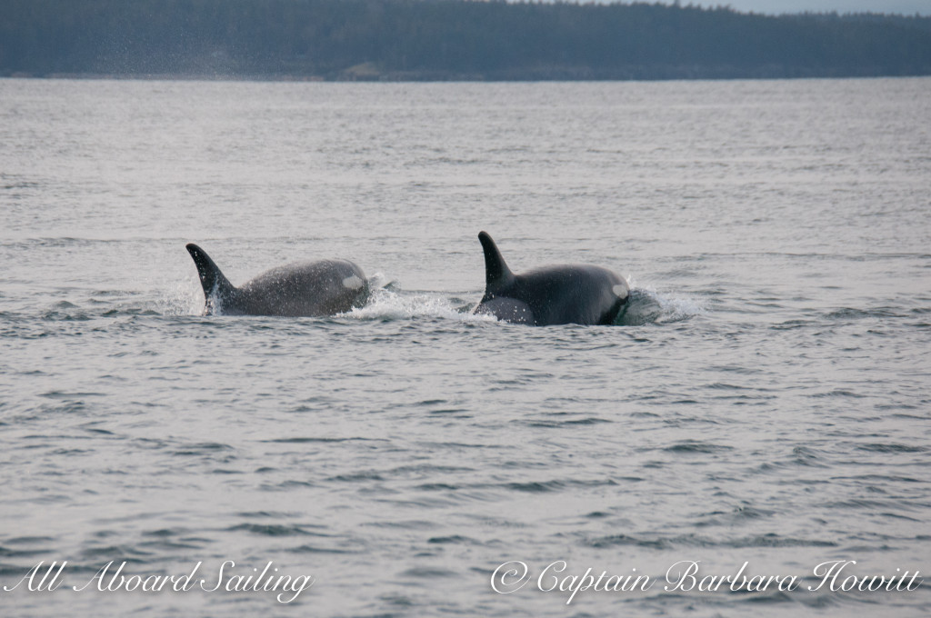 Southern Resident orcas J37 Hy'Shqa with J22 Oreo