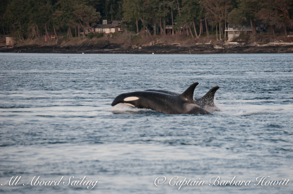 Southern Resident orcas J16 Slick with J19 Shachi