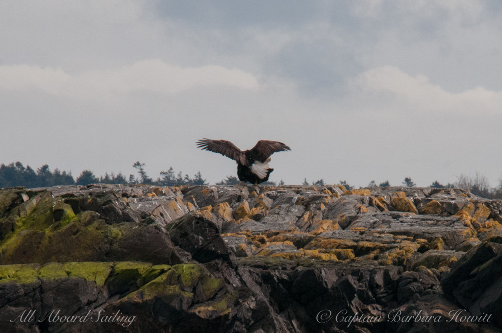 Bald eagles mating