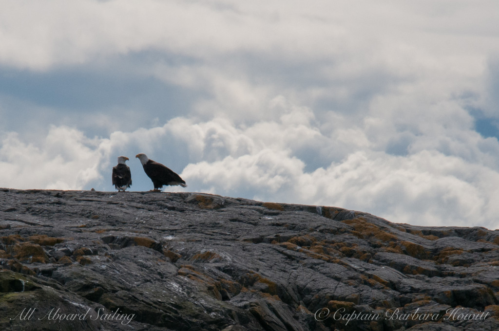 Pair of bald eagles on Mummy Rocks