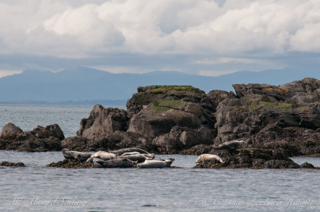 Harbor seals