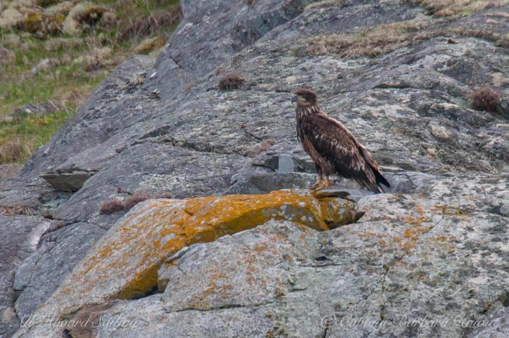 Juvenile bald eagle