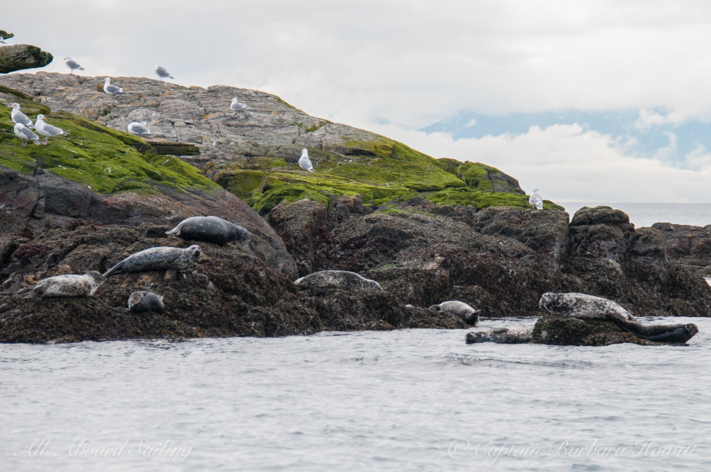 Harbor seals