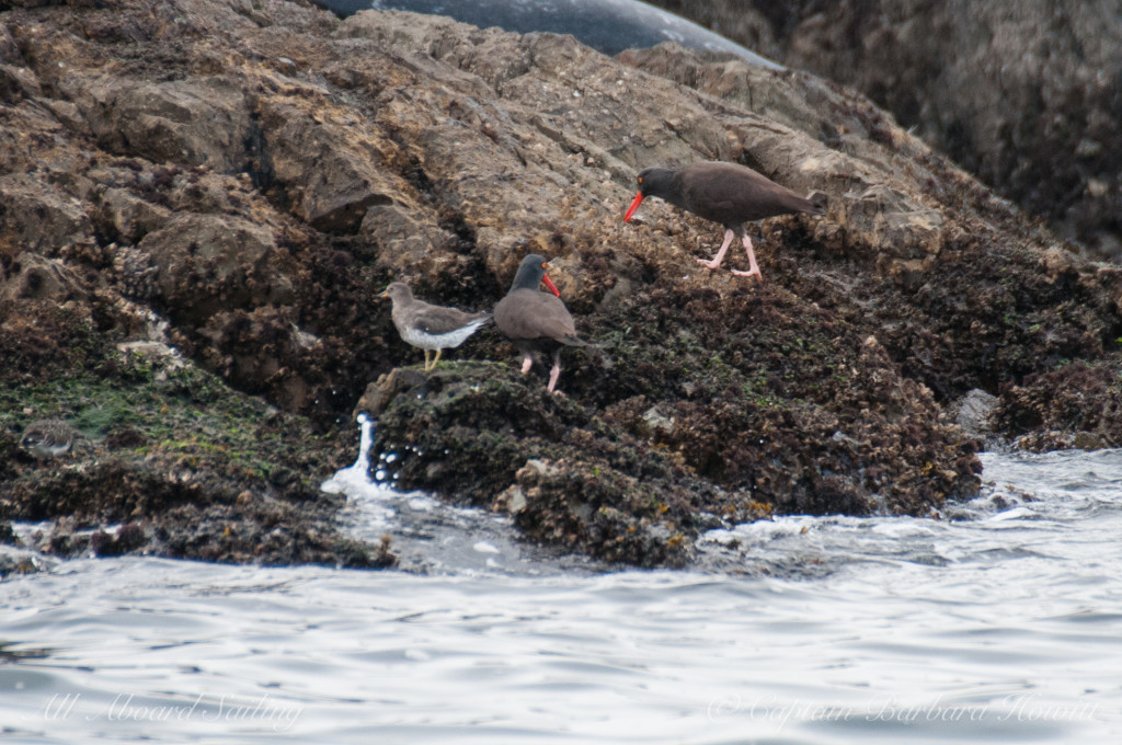 Black oyster catchers